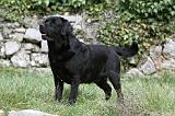 LABRADOR 846